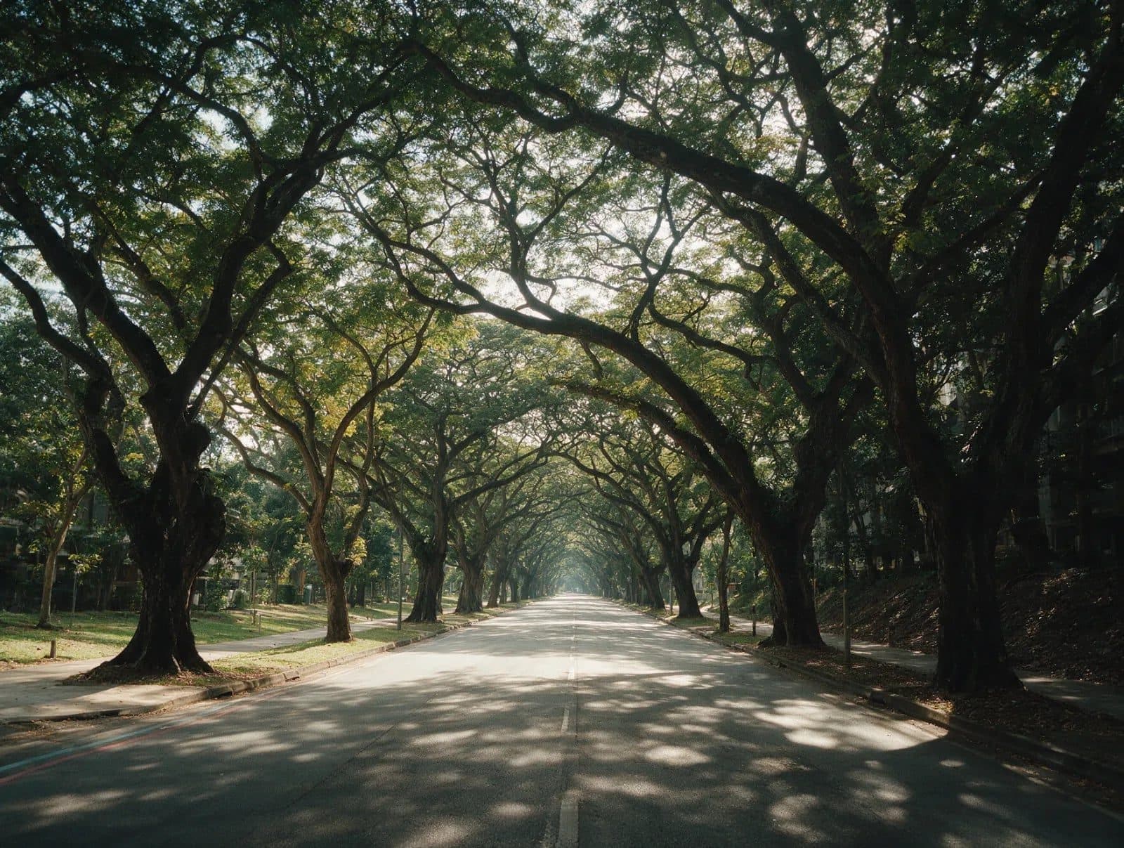 A tree-lined street in the neighbourhood